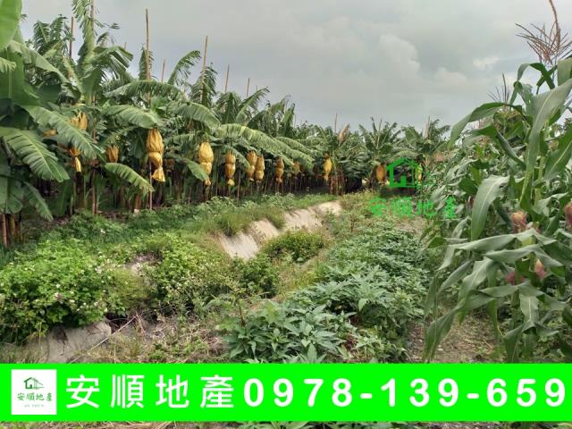 台東台東市農地-2