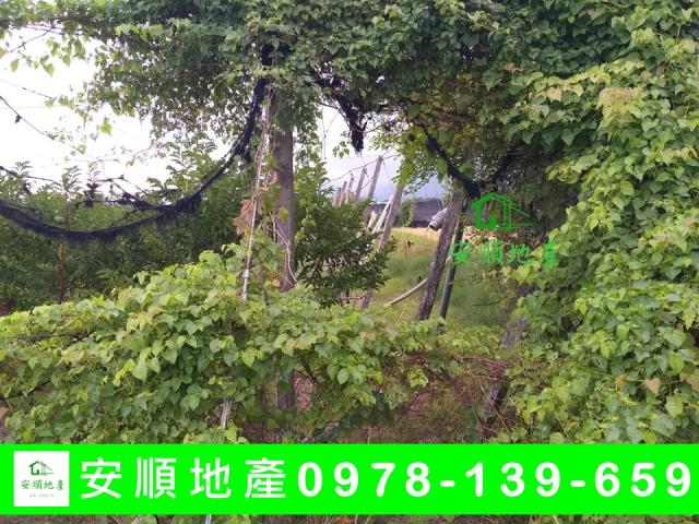 台東台東市農地-6
