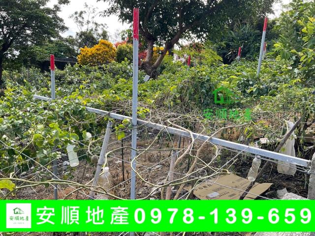 卑南農地-9