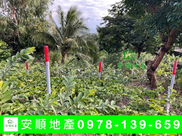 卑南農地-6