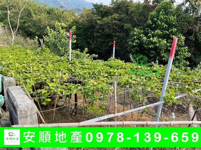 卑南農地-8
